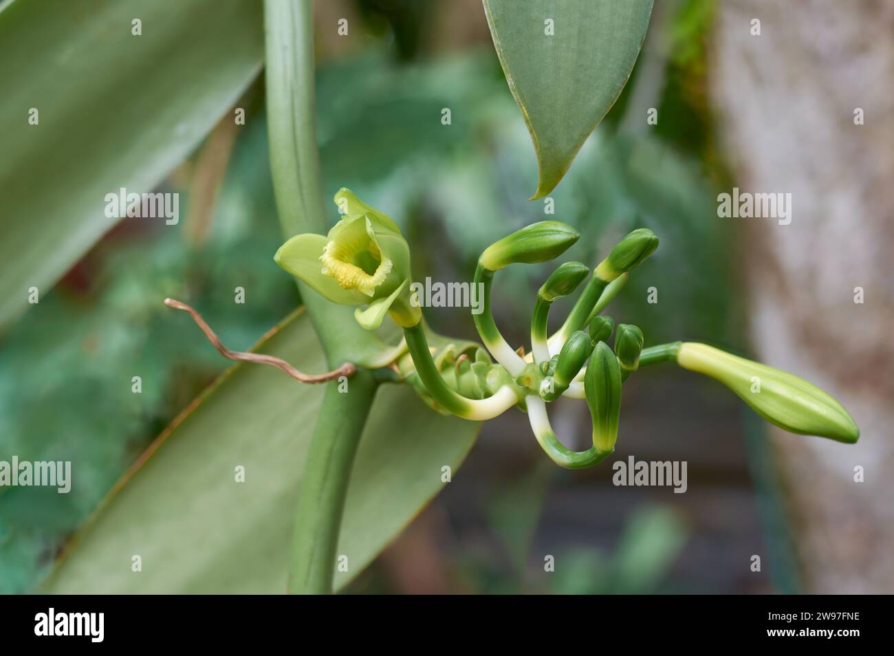 primo piano di orchidea di vaniglia fiore in fiore su pianta arrampicata su albero, alias vaniglia a lievitazione piatta, pianta da cui si ottiene o deriva la vaniglia speziata Foto Stock