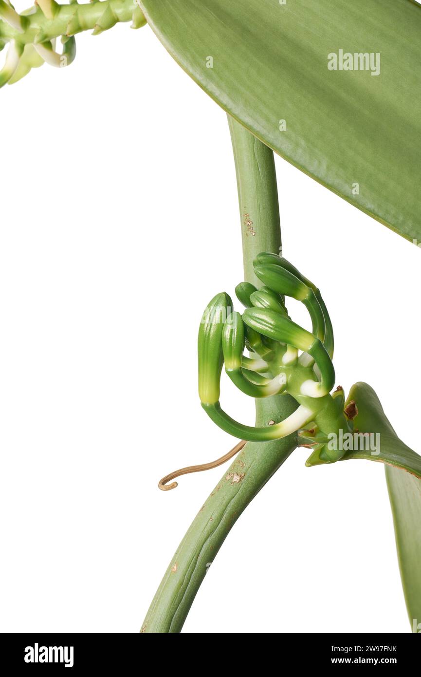 primo piano dei boccioli di orchidea alla vaniglia su una pianta che sale su un albero, nota anche come vaniglia a lievitazione piatta, pianta dalla quale si ottiene o si ottiene la vaniglia speziata Foto Stock
