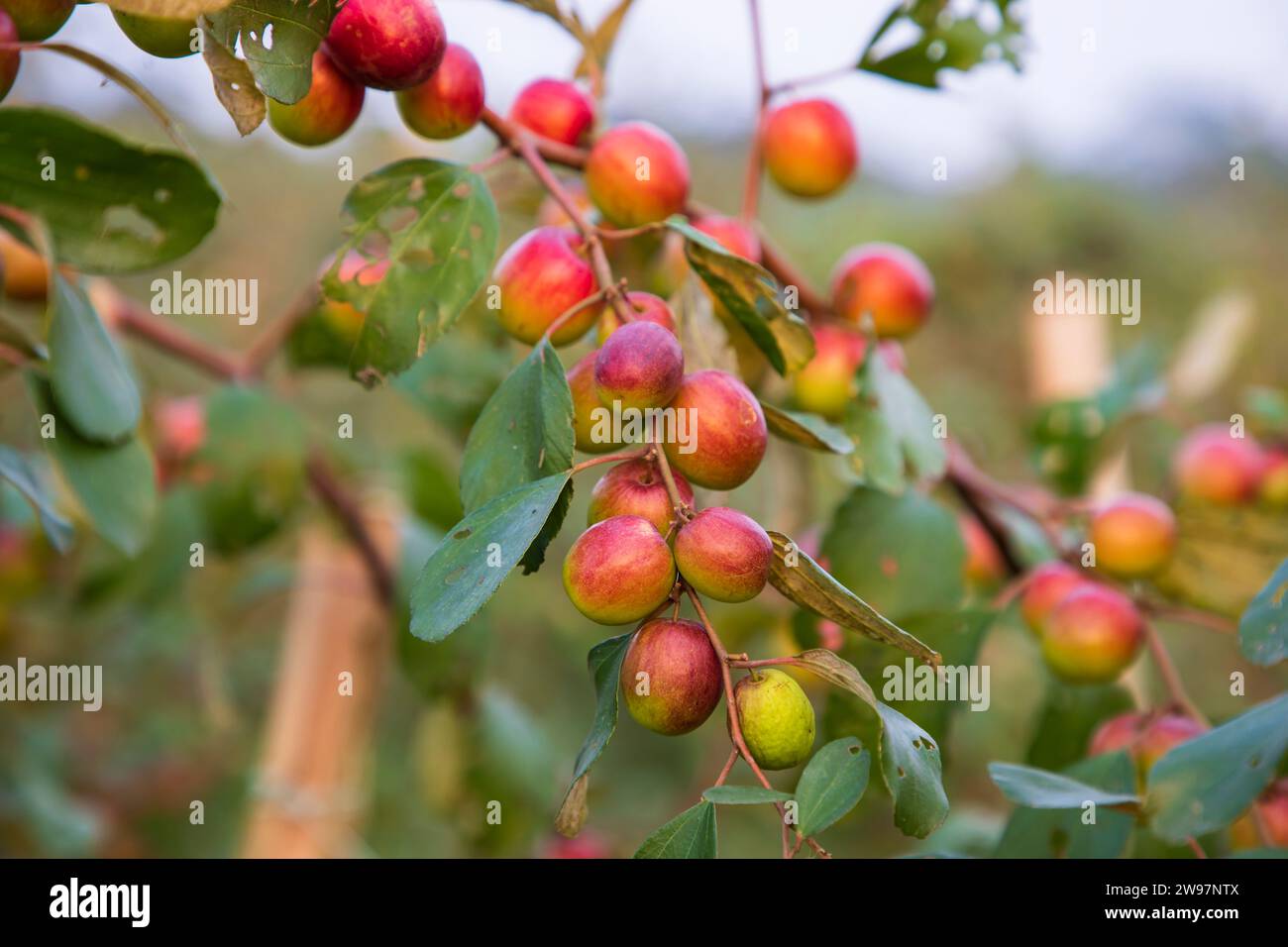 Albero da frutto con jujube rosso non maturo o boroi di mela kul nel giardino autunnale Foto Stock