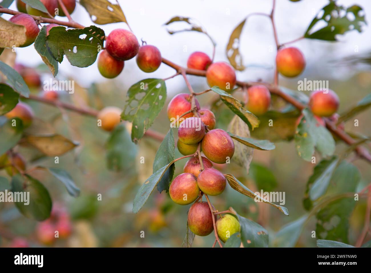 Albero da frutto con jujube rosso non maturo o boroi di mela kul nel giardino autunnale Foto Stock