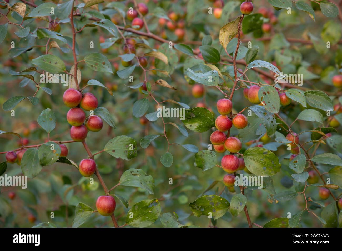 Albero da frutto con jujube rosso non maturo o boroi di mela kul nel giardino autunnale Foto Stock