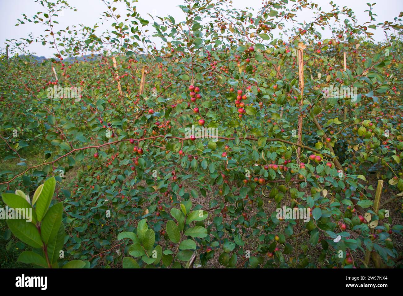 Albero da frutto con jujube rosso non maturo o boroi di mela kul nel giardino autunnale Foto Stock