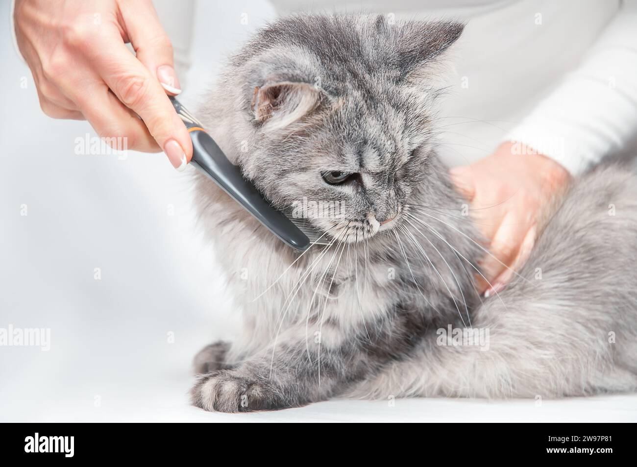 Donna spazzolando adorabile domestico grigio gatto soffice Foto Stock