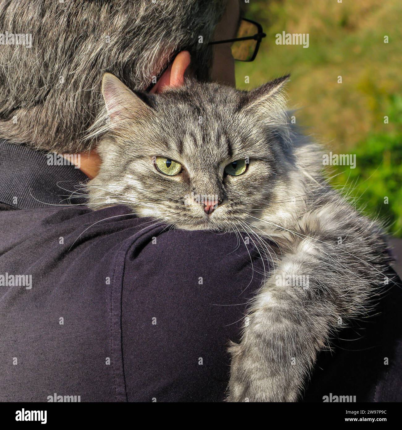 Adorabile gatto grigio soffice domestico con lunghi whisker sulle mani dell'uomo Foto Stock