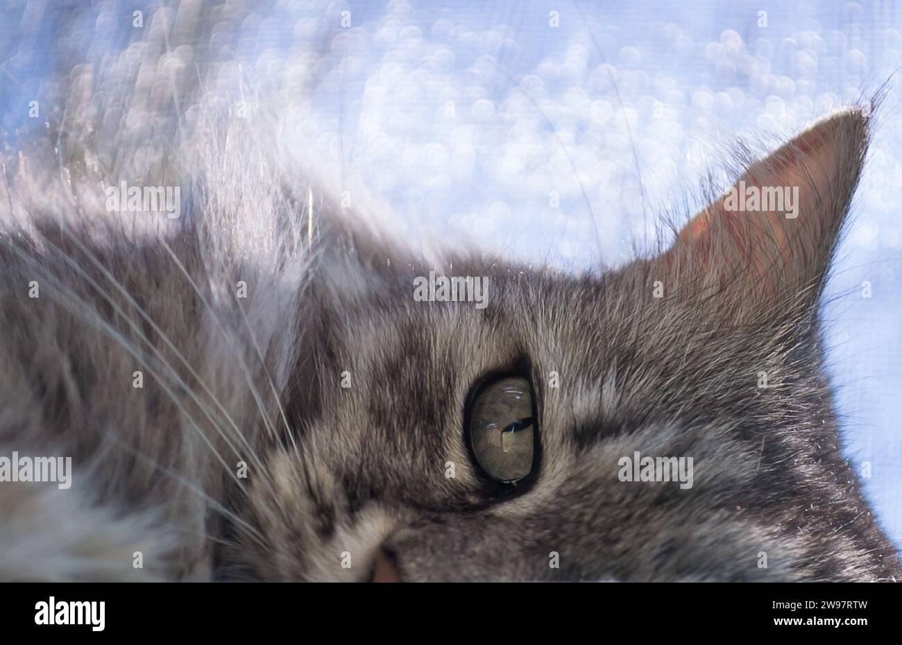 Ritratto dell'adorabile gatto domestico grigio soffice con lunghi baffi su sfondo di colore sfocato da vicino Foto Stock