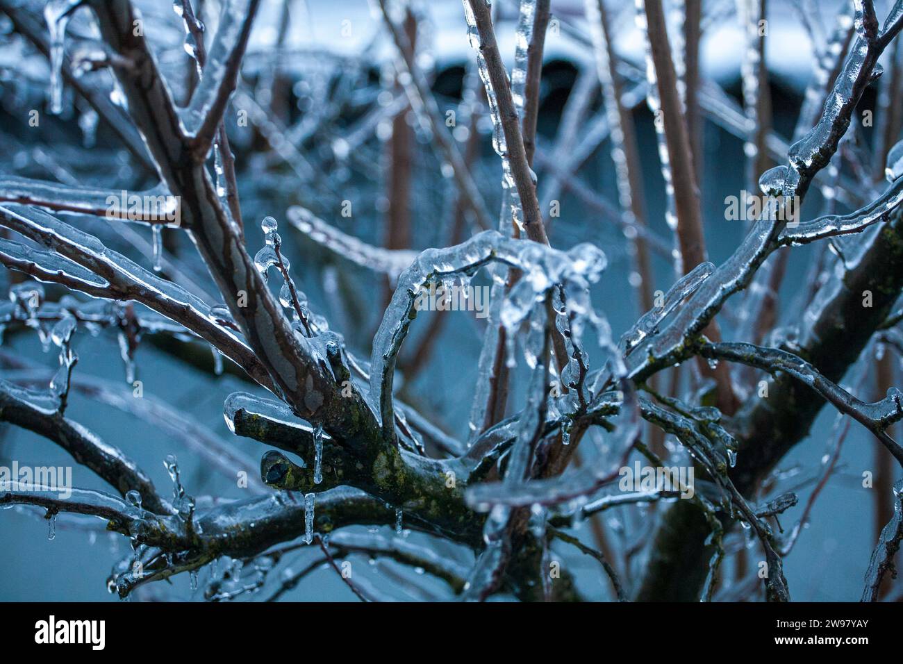 Rami in abete bruno. Sfondo invernale per scene di gelo all'aperto. Splendidi alberi ghiacciati nel mondo delle piante e del cielo dell'alba. Ghiacciato, innevato, panoramico Foto Stock