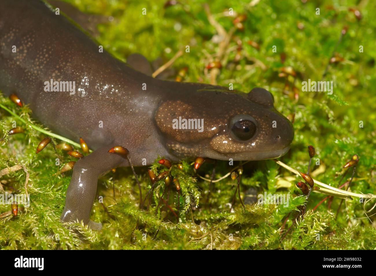 Primo piano naturale su una salamandra nordoccidentale dell'Oregon - Ambystoma gracile, seduto sul muschio verde Foto Stock