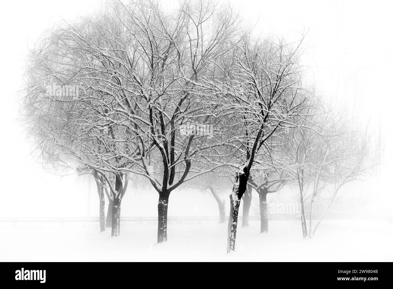 Un'immagine in bianco e nero di un paesaggio invernale con alcuni alberi innevati in primo piano Foto Stock