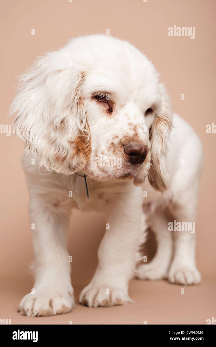 Un canino bianco domestico in piedi rilassato e contenuto nel loro ambiente casalingo Foto Stock