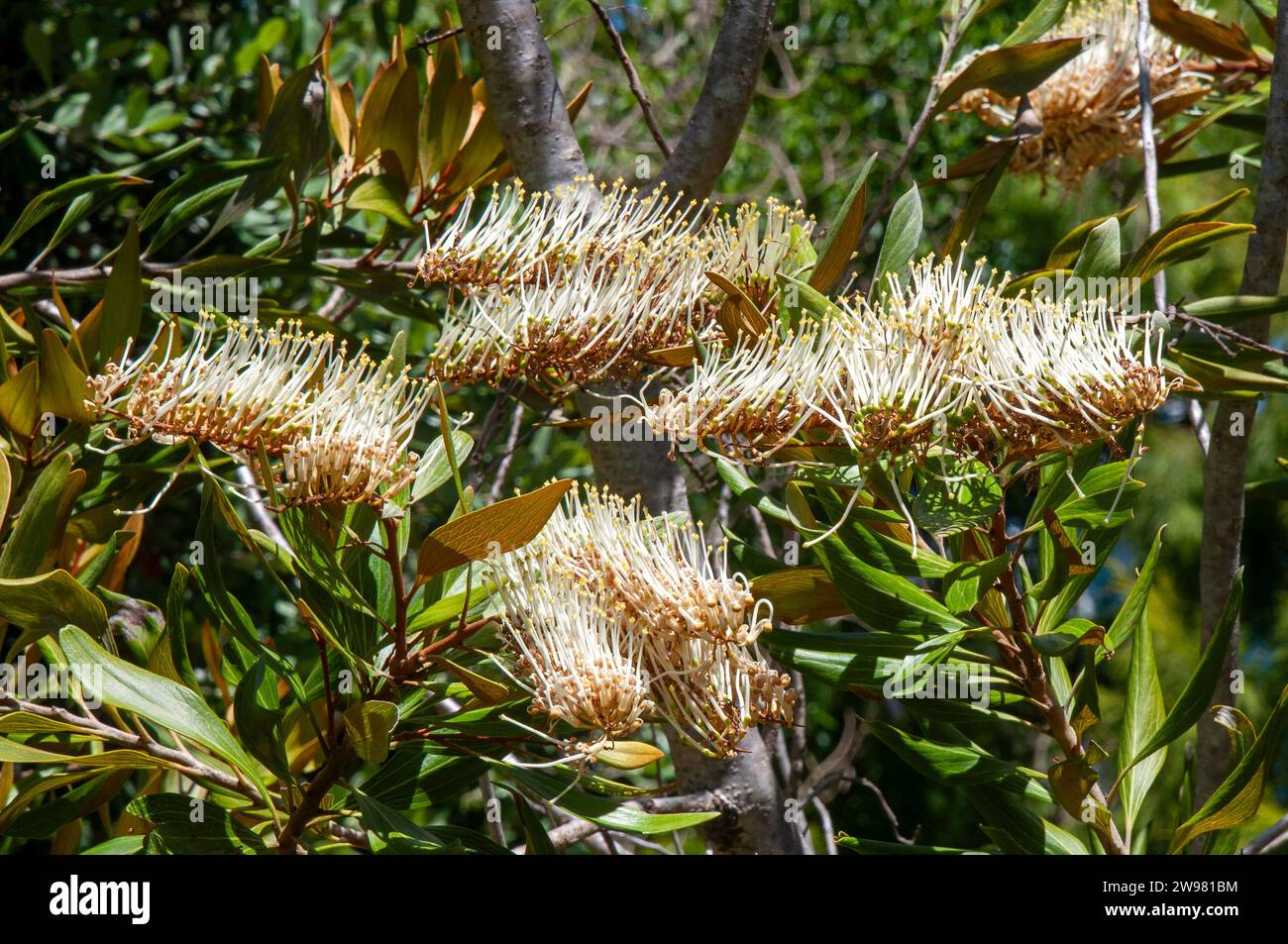 Sydney Australia, grevillea exul, nativa della nuova Caledonia Foto Stock