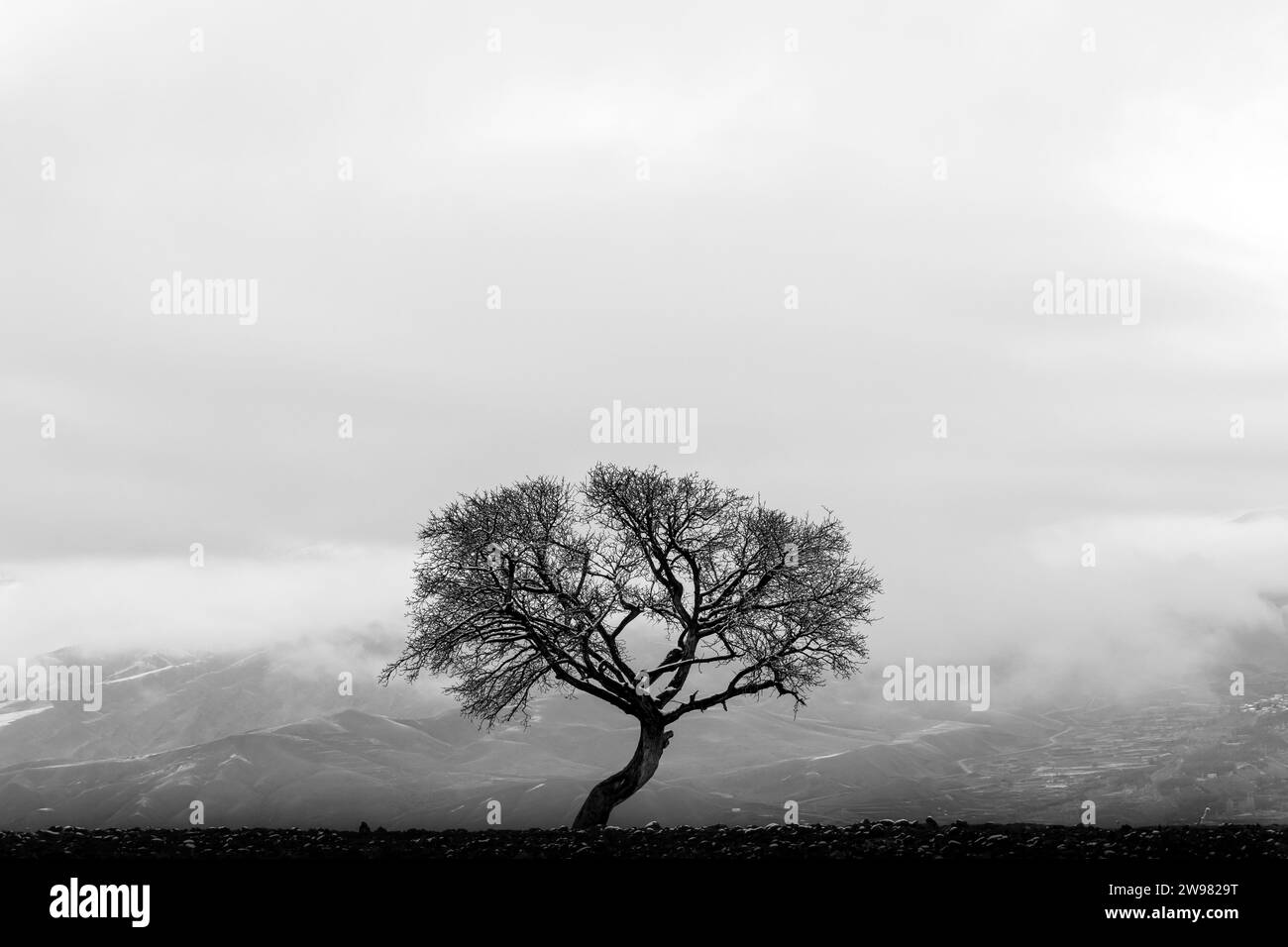 Un colpo in scala di grigi di un albero isolato solitario in piedi vicino alle montagne in un giorno coperto Foto Stock