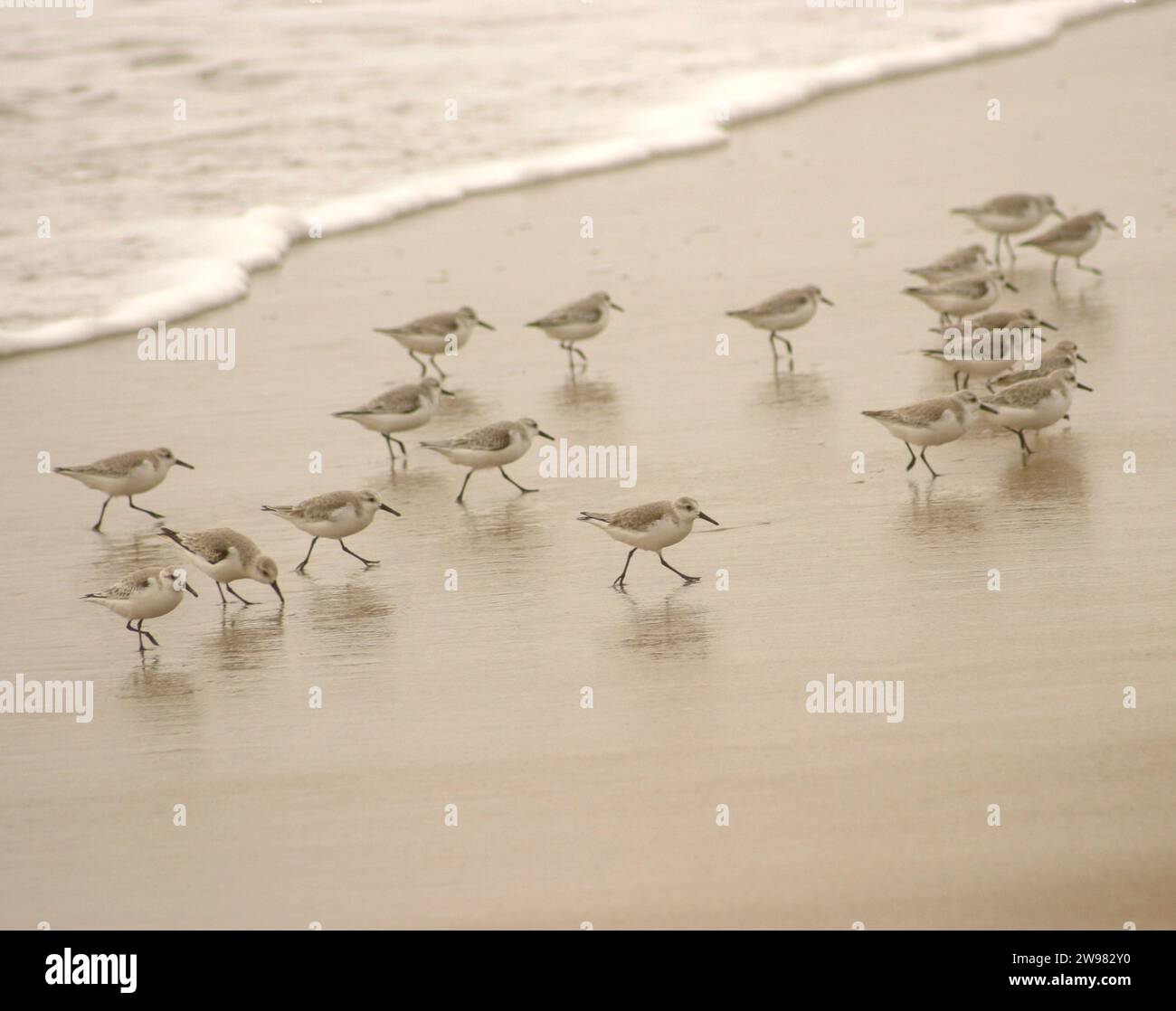 Un gruppo di sandpipers su una spiaggia a Los Angeles. Foto Stock