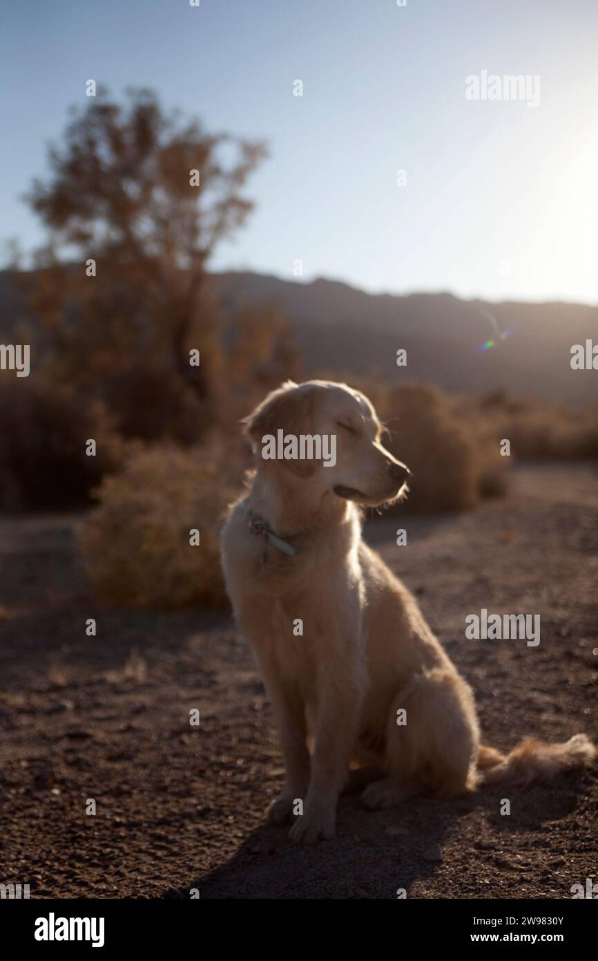 Cane con gli occhi chiusi nel deserto nel tardo pomeriggio. (Messa a fuoco morbida) Foto Stock