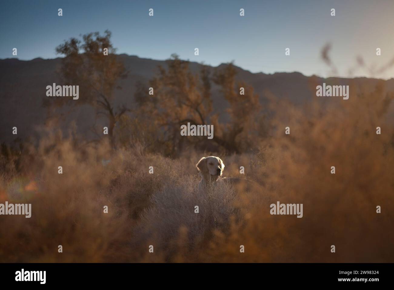 La testa di un cane guarda fuori dalla spazzola dorata nel deserto. Foto Stock