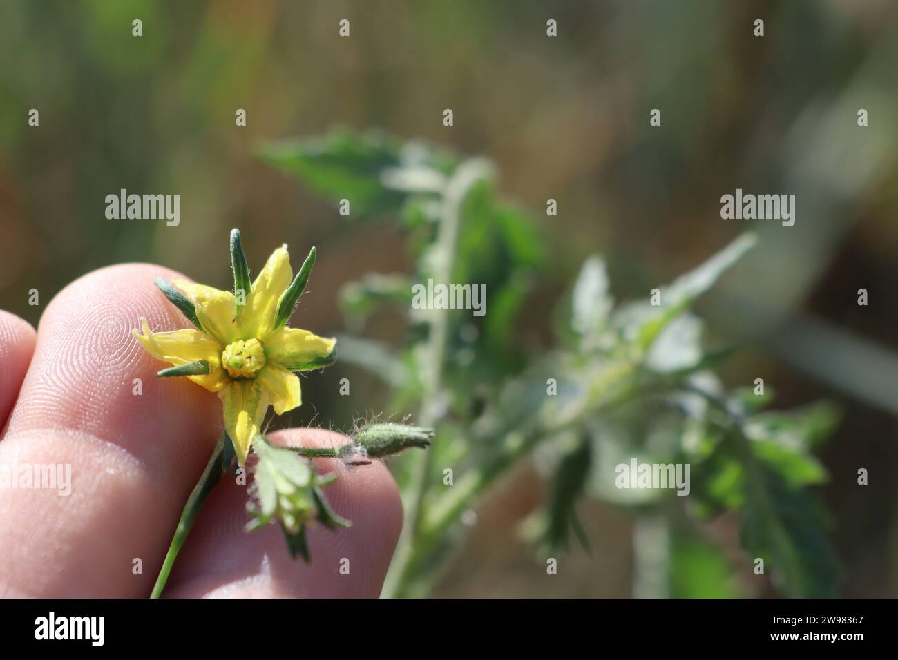 Nel palmo tra le dita, la mano di un uomo tiene un fiore giallo di una foto di pianta di pomodoro Foto Stock
