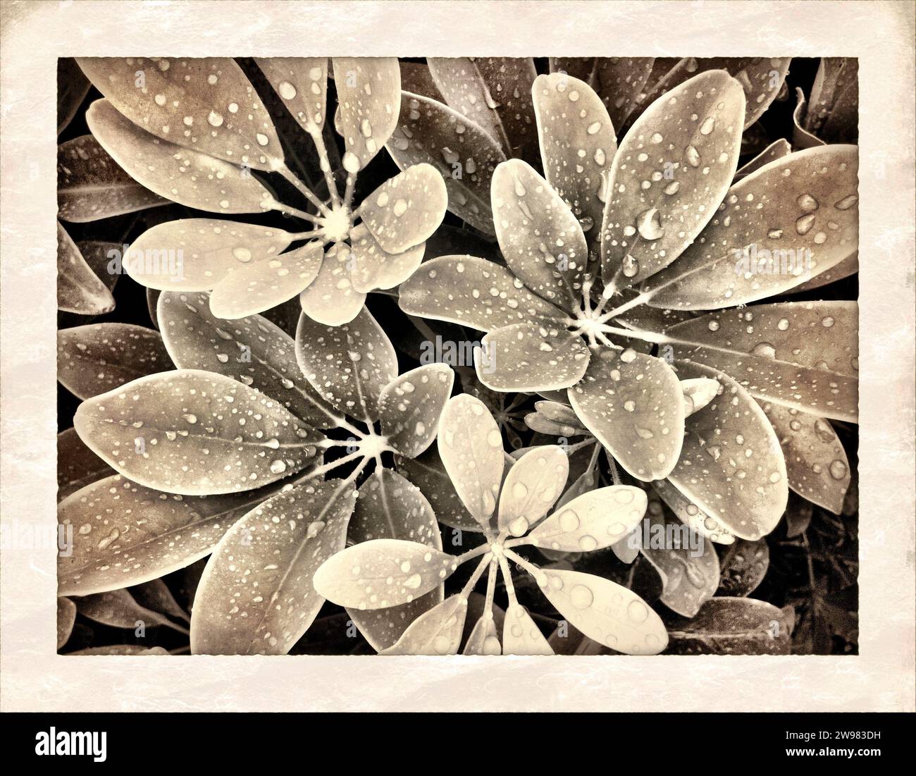 Pioggia fresca su foglie Foto Stock