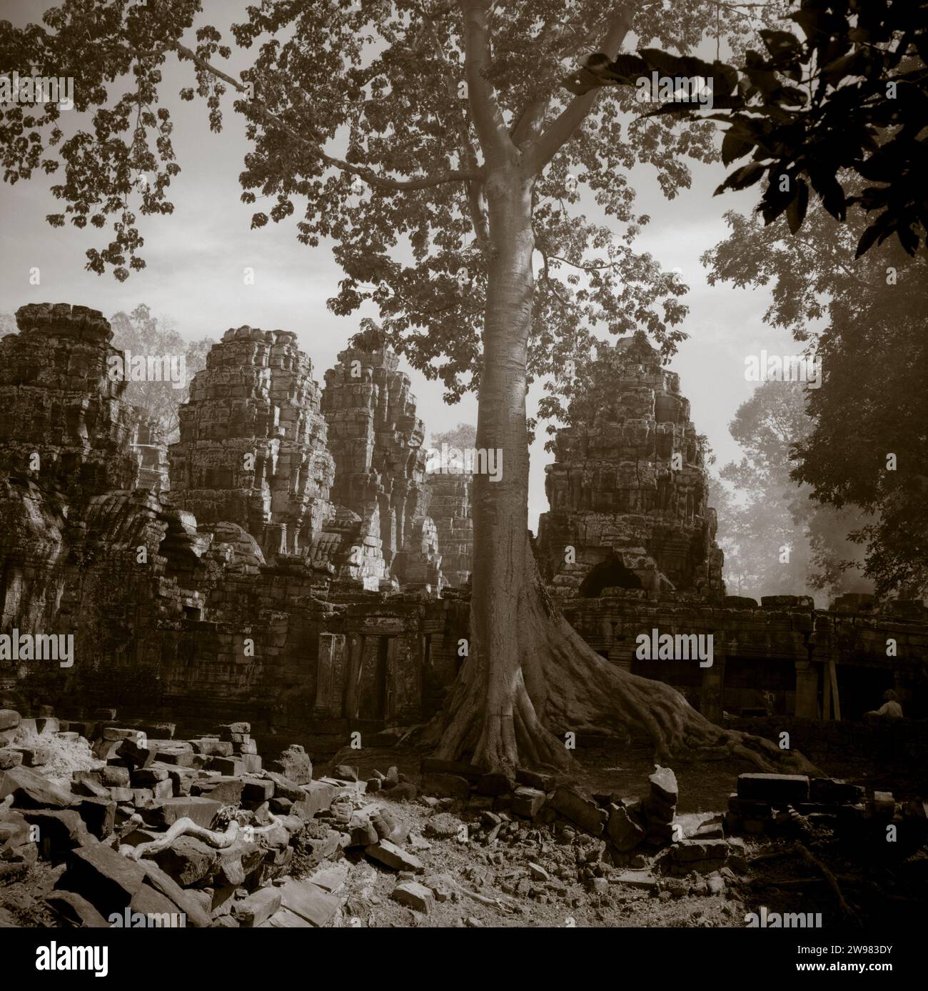 Banyan tempio, con Banyan Tree a Angkor Wat, Cambogia Foto Stock