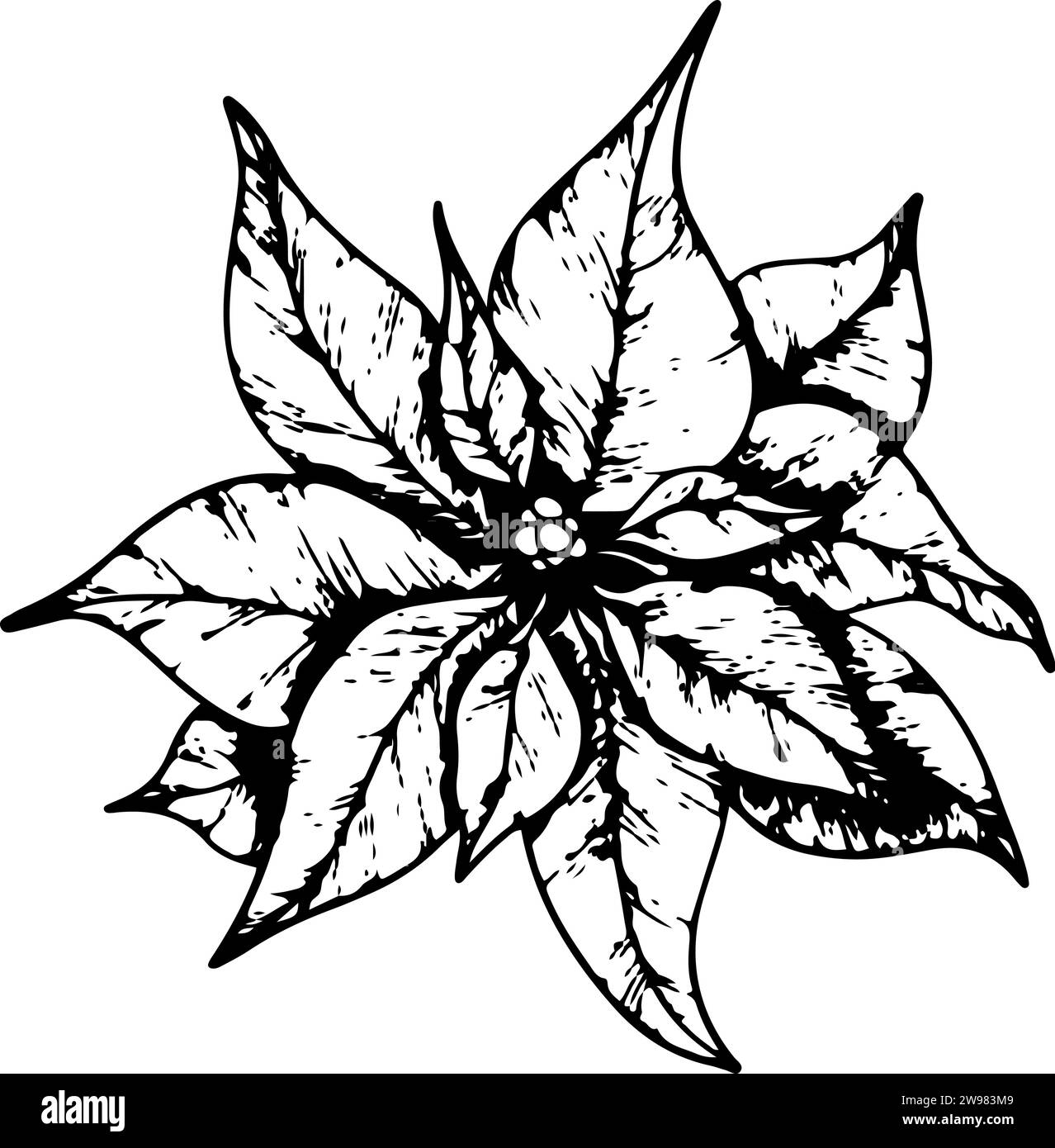 Fiori di Poinsettia, fiore di stella invernale. Elemento artistico della linea botanica. grafica dell'inchiostro. Illustrazione dipinta a mano per il saluto di Natale o Capodanno Illustrazione Vettoriale
