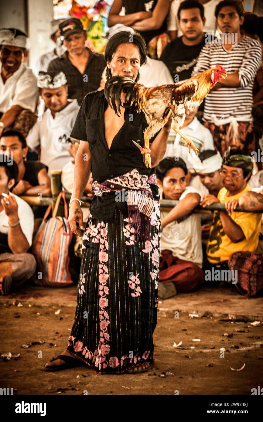 Cockfight a Denpasar, Bali. Foto Stock