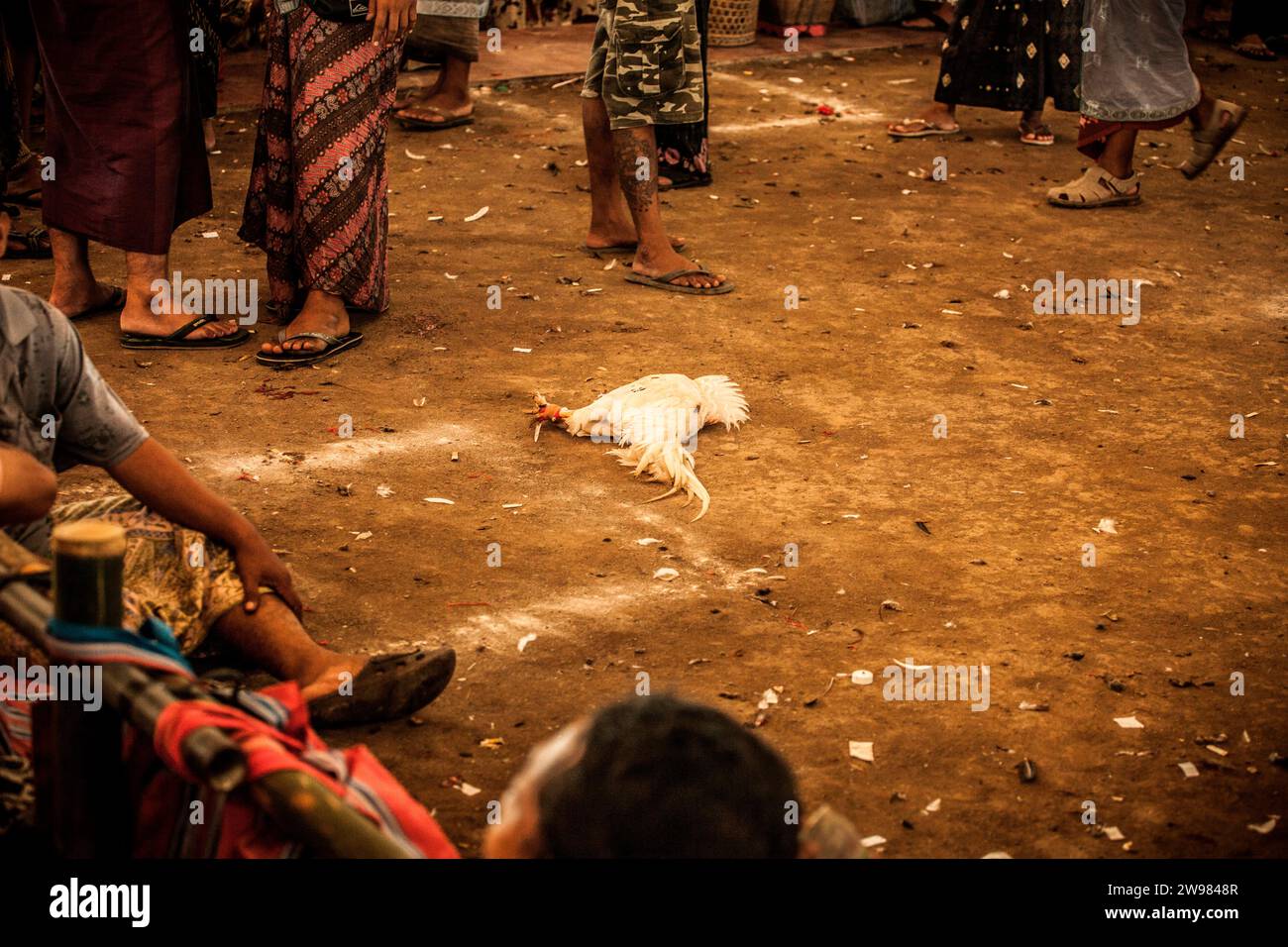 Cockfight a Denpasar, Bali. Foto Stock