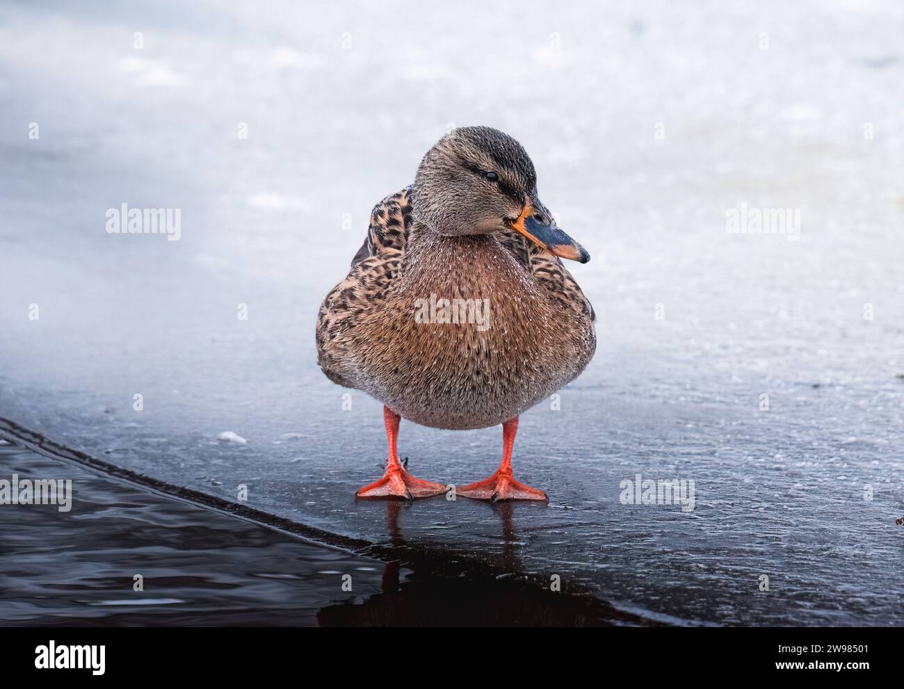 Anatra di Maiard in piedi sul ghiaccio del lago in inverno Foto Stock