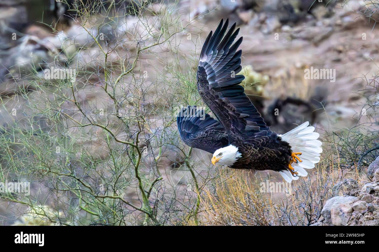 Primo piano di un'aquila calva americana che decolla a Lower Salt River in Arizona Foto Stock