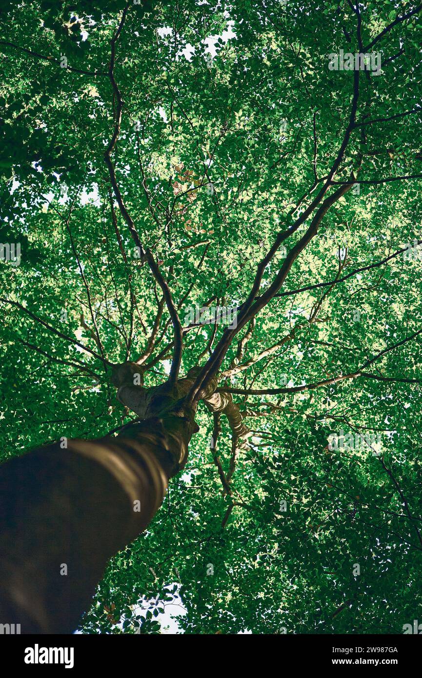 Albero verde visto dal basso. Foto di alta qualità Foto Stock