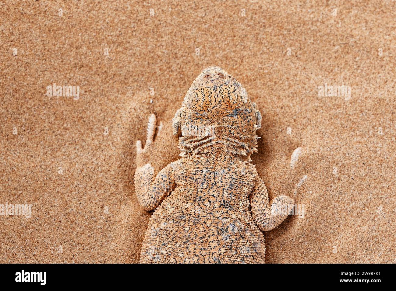 agama Phrynocephalus mystaceus, testa di rospo, tana nella sabbia nel suo ambiente naturale. Un drago vivente del deserto da vicino. incredibile Foto Stock