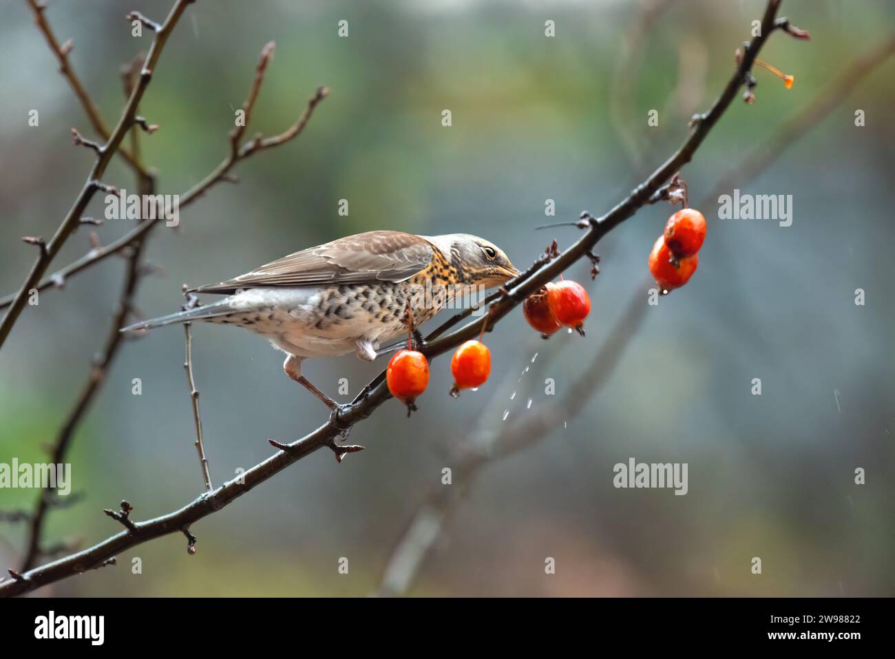 Un piccolo uccello arroccato su un ramo di un albero, sorseggiando uno spuntino di frutti di bosco appena raccolti Foto Stock