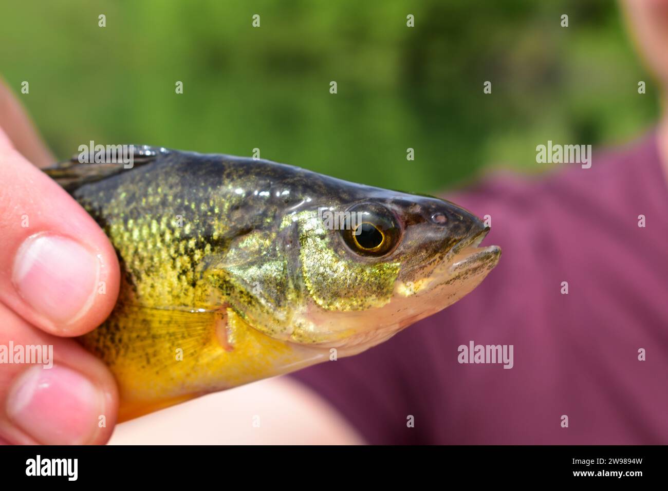 Primo piano della testa di una piccola trota bruna proveniente dal lago artificiale Montpelier in Idaho Foto Stock
