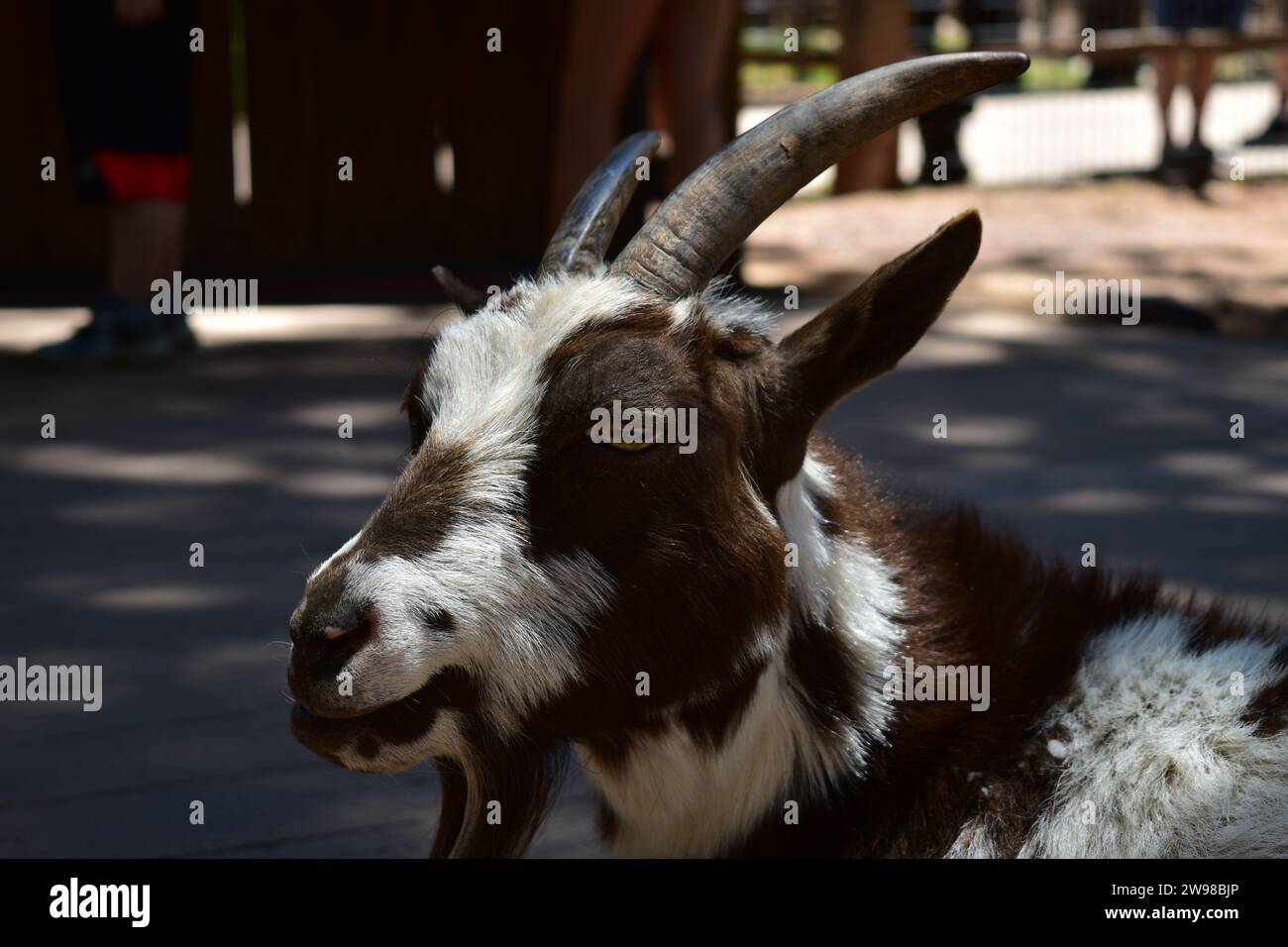Primo piano di una capra all'ombra nel Bearizona Wildlife Park Foto Stock