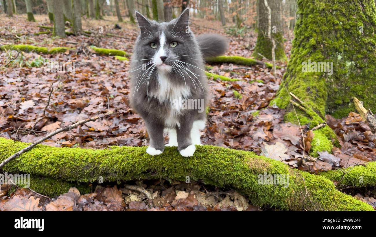 Un maestoso gatto forestale norvegese nella natura selvaggia della Germania Foto Stock