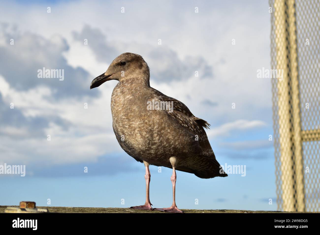 Un giovane gabbiano marrone in piedi sul corrimano di legno della passerella al Molo 39 nel centro di San Francisco Foto Stock