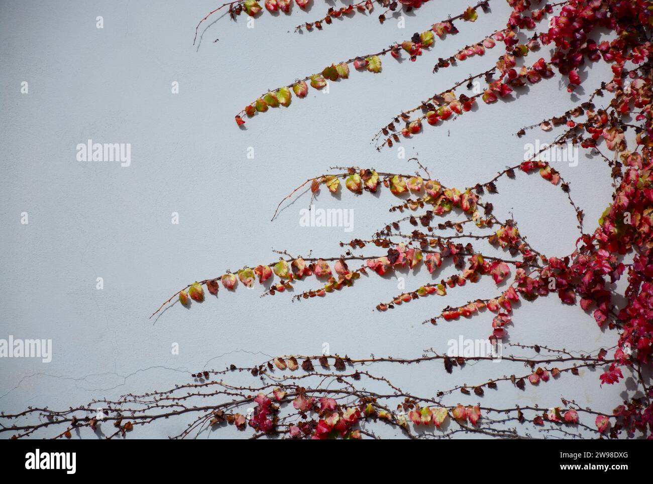 Un'immagine vibrante del fogliame autunnale con una vibrante serie di foglie rosse che sono cadute dai loro steli e sparse per terra Foto Stock