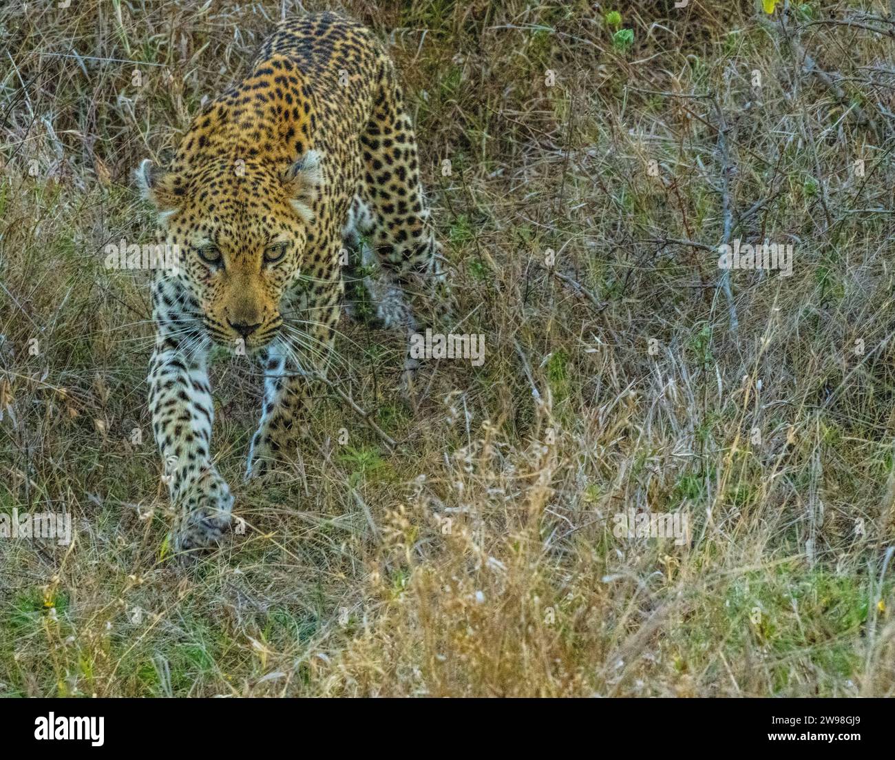 È raffigurato un leopardo che cammina su un'area erbosa asciutta, mentre sullo sfondo è presente un'area cespugliosa Foto Stock