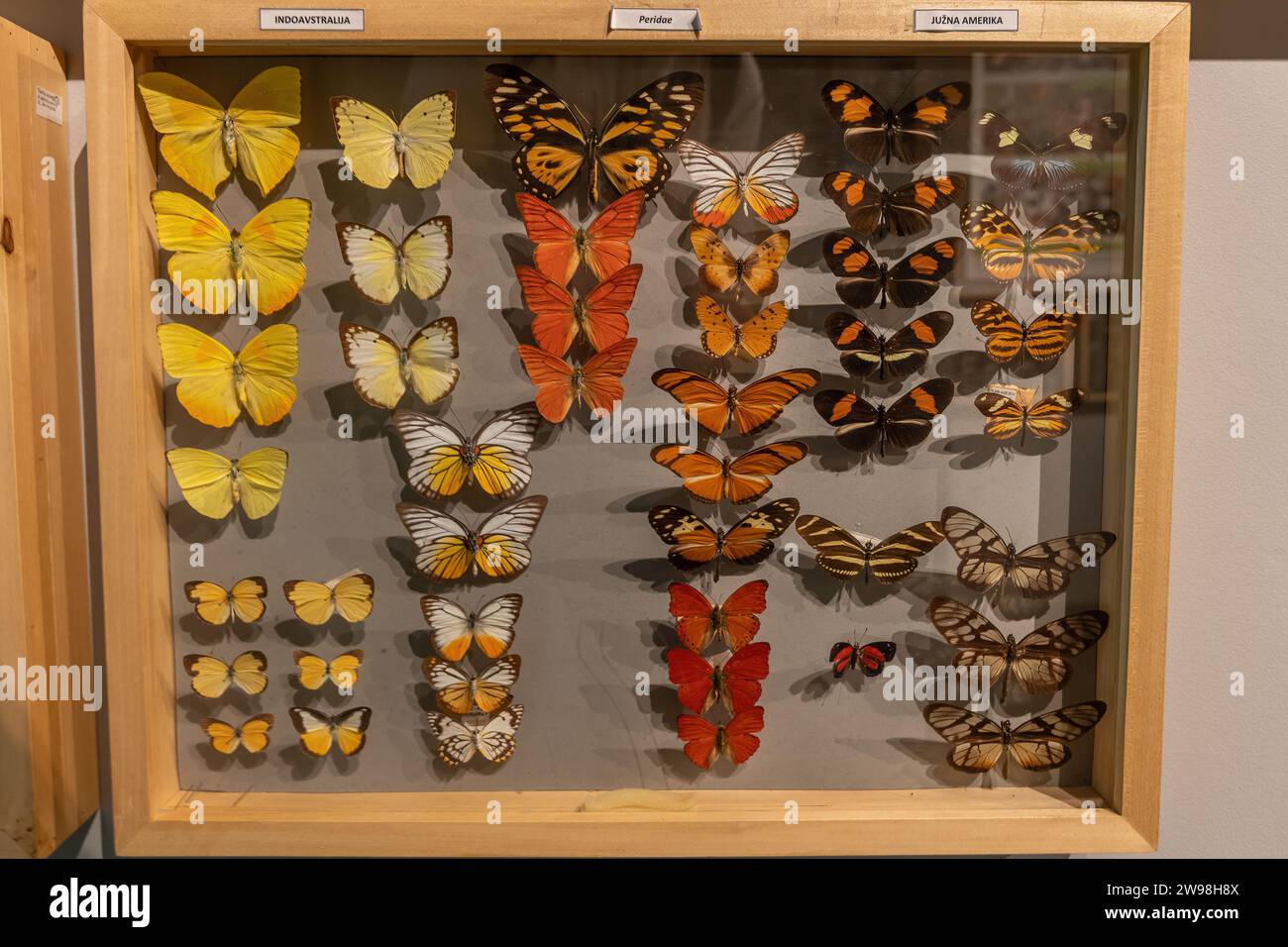 Collezione di farfalle della famiglia Pieridae, esposizione mondiale al museo EXPO di Postumia, Slovenia. Foto Stock