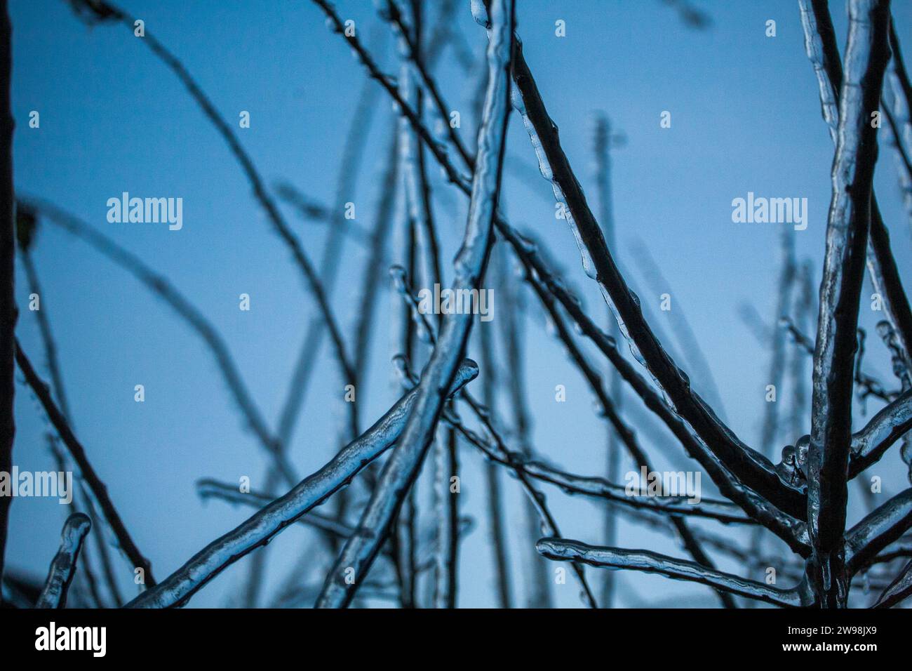 Rami in abete bruno. Sfondo invernale per scene di gelo all'aperto. Splendidi alberi ghiacciati nel mondo delle piante e del cielo dell'alba. Ghiacciato, innevato, panoramico Foto Stock