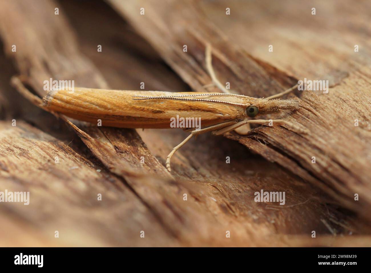 Primo piano dettagliato su una falena in erba comune, Agriphila tristella, seduto su legno Foto Stock