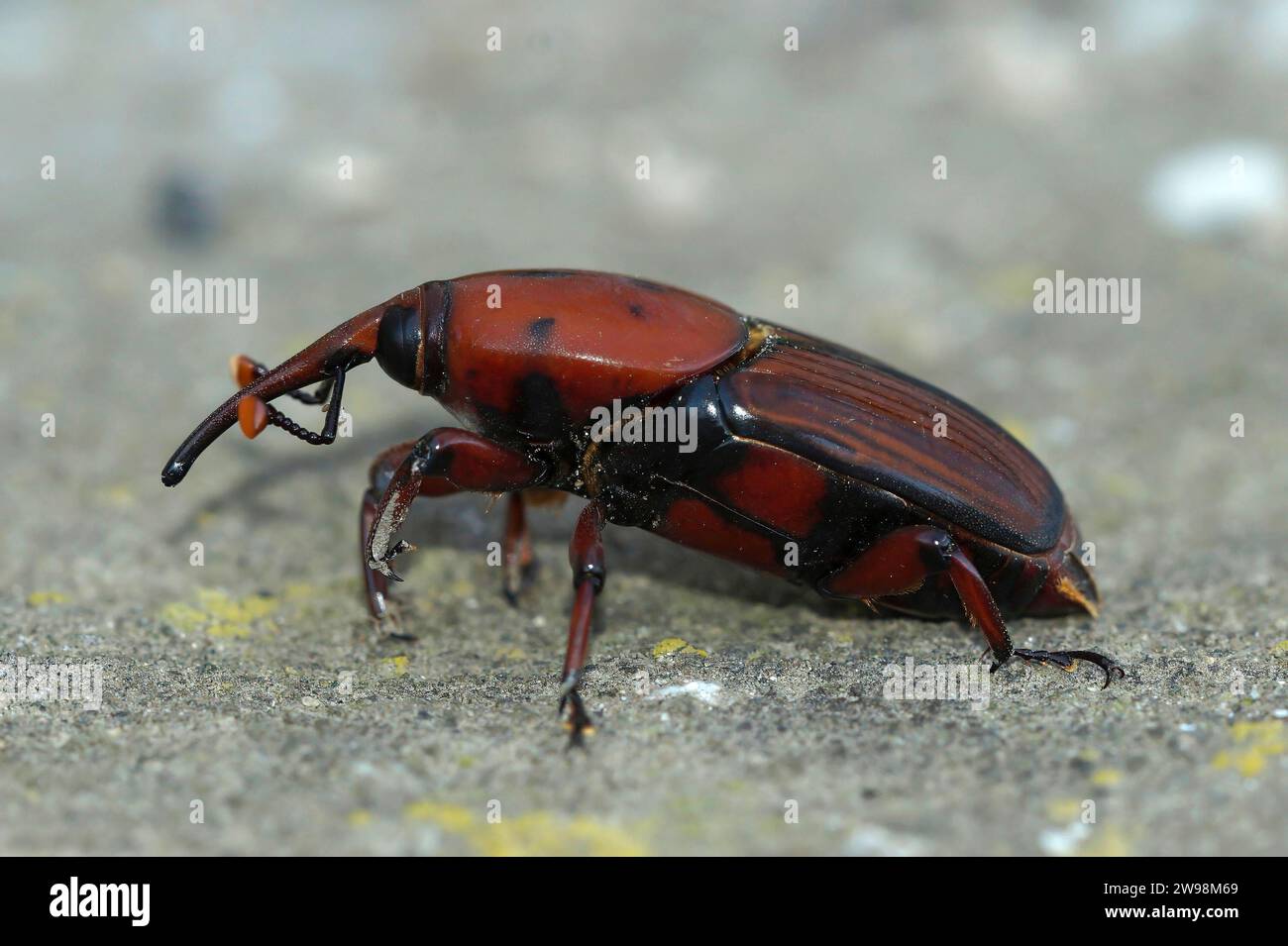 Primo piano naturale su uno scarabeo invasivo, il coleottero della palma rossa o weevil, Rhynchophorus ferrugineus Foto Stock