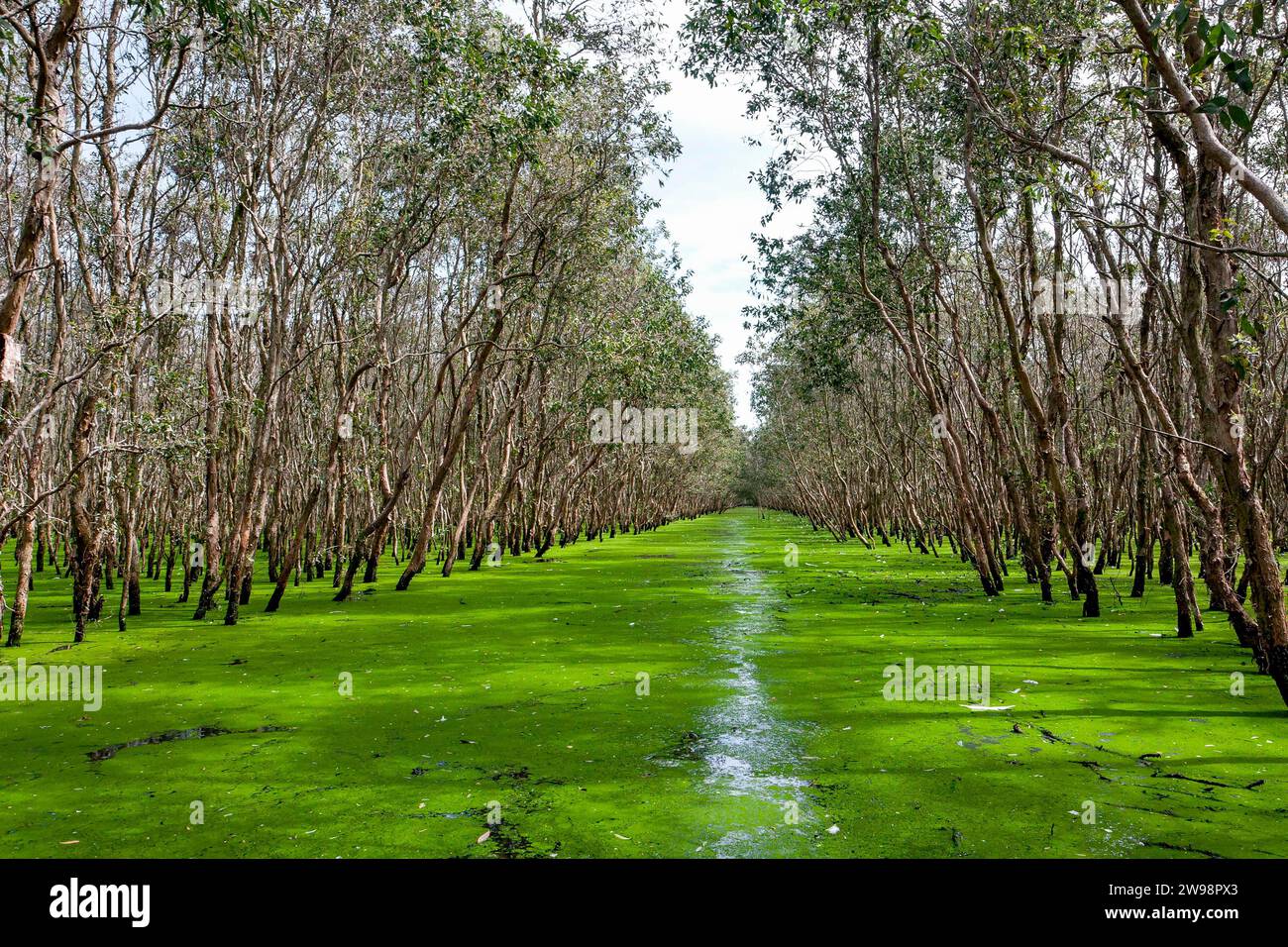 Foresta paludosa, tram su, regione del Delta del Cuu Long, provincia di Giang, Vietnam Foto Stock
