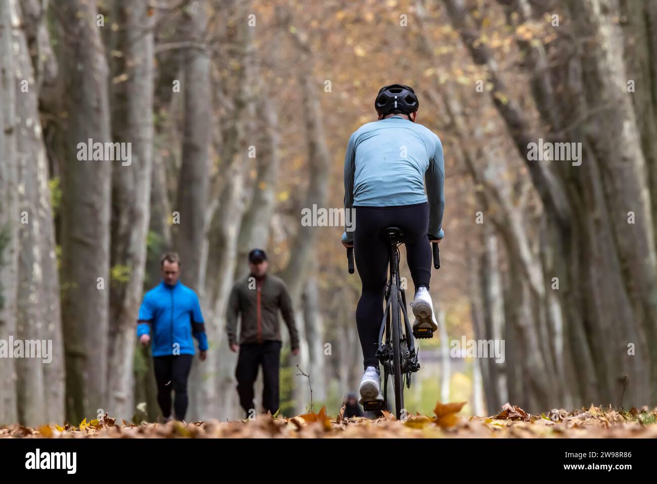 Attività all'aperto con il tempo autunnale, ciclista che pedala attraverso il viale degli alberi nel giardino del palazzo inferiore di Stoccarda, Baden-Wuerttemberg, Germania Foto Stock
