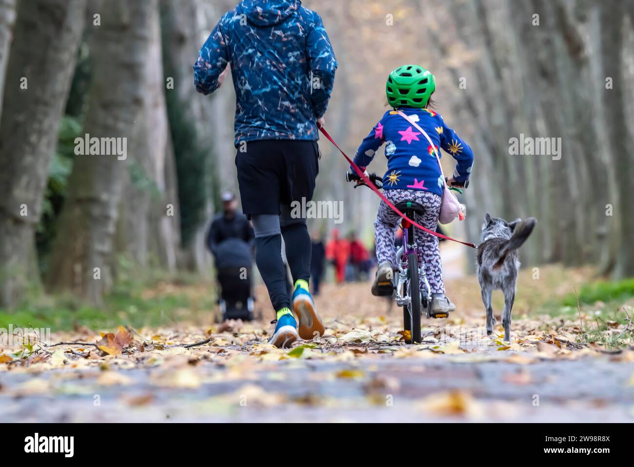 Jogger, bambino in bicicletta e cane, attività all'aperto in autunno, Plane Tree avenue in Unterer Schlossgarten a Stoccarda, Baden-Wuerttemberg Foto Stock