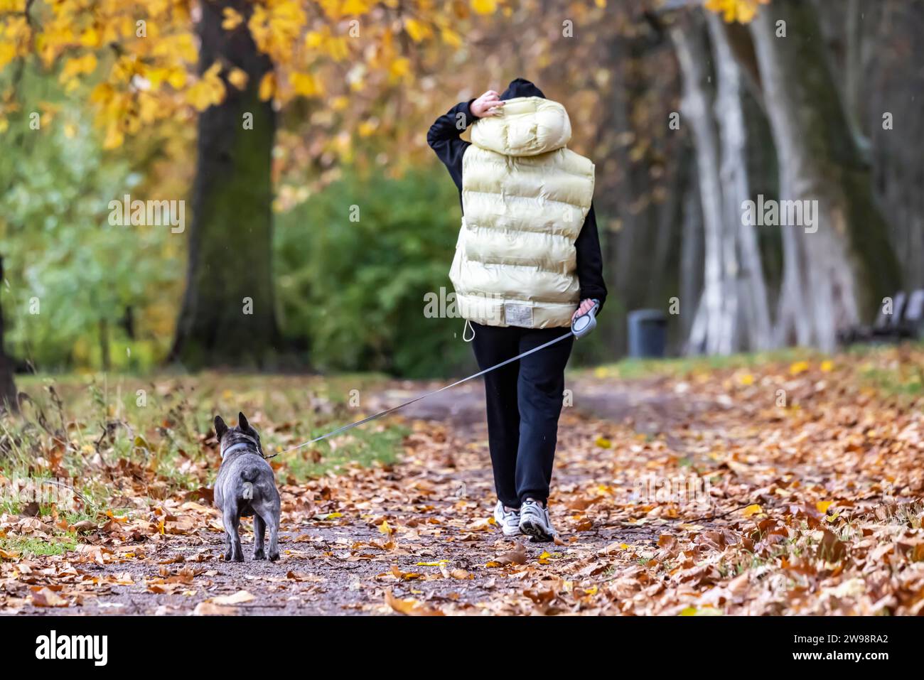 Passeggiata autunnale con cane in caso di pioggia, camminatore, viale delle castagne nel giardino del palazzo inferiore di Stoccarda, Baden-Wuerttemberg, Germania Foto Stock