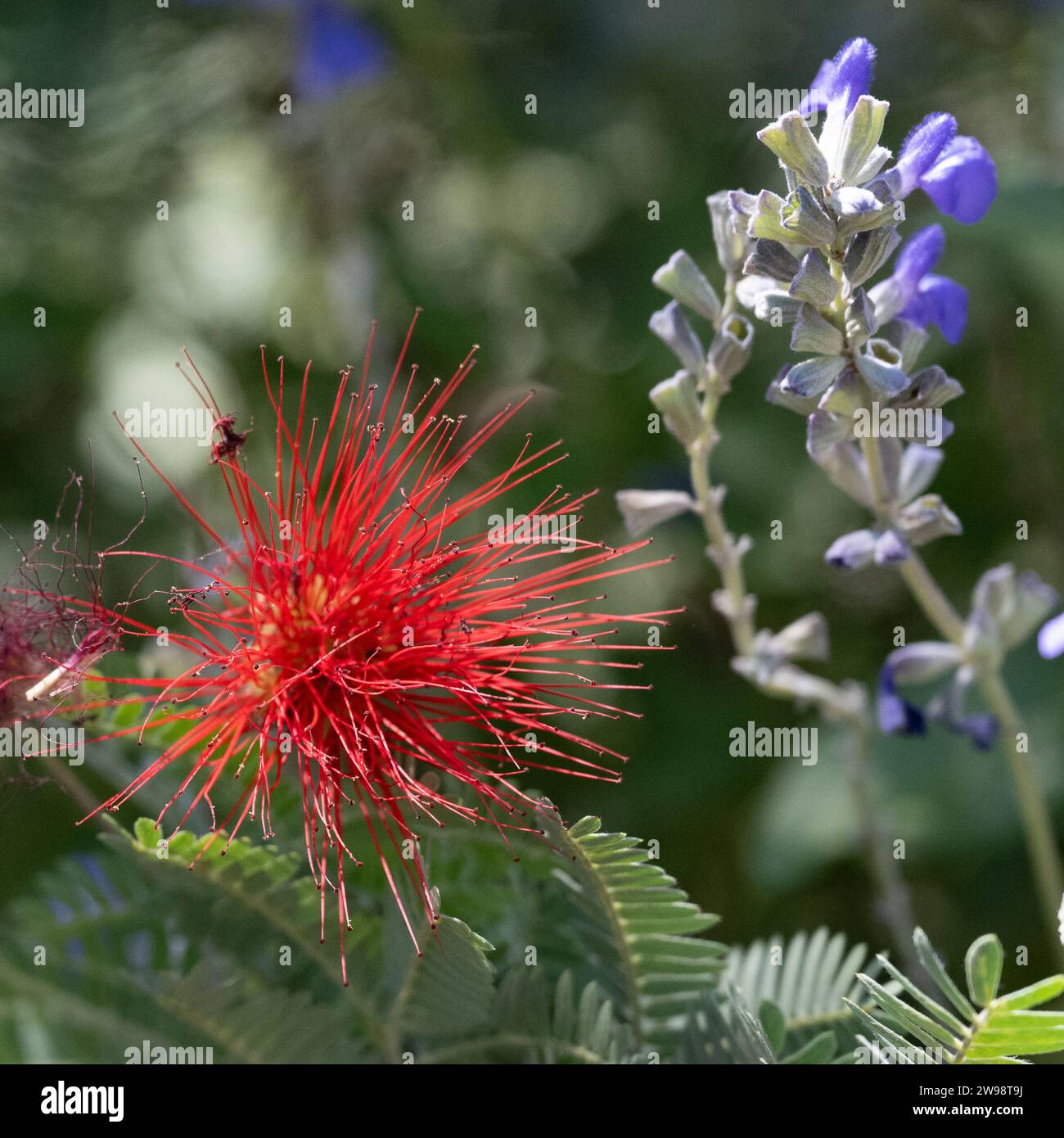 Calliandra eriophylla fiore rosso fiocco di polvere nel giardino del deserto - parte fiorita del giardino botanico Phoenix Arizona Foto Stock