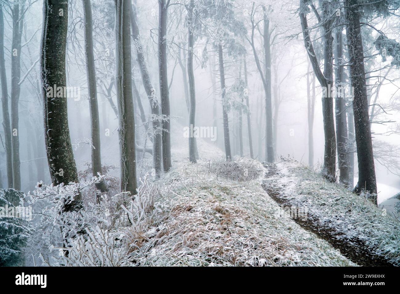 Svizzera, Baselland, Baselbiet, Eptingen, Eptingen BL, BL, Canton Baselland, inverno, foresta invernale, foresta, Bölchen, Belchenflue, Ankenballen, Chil Foto Stock