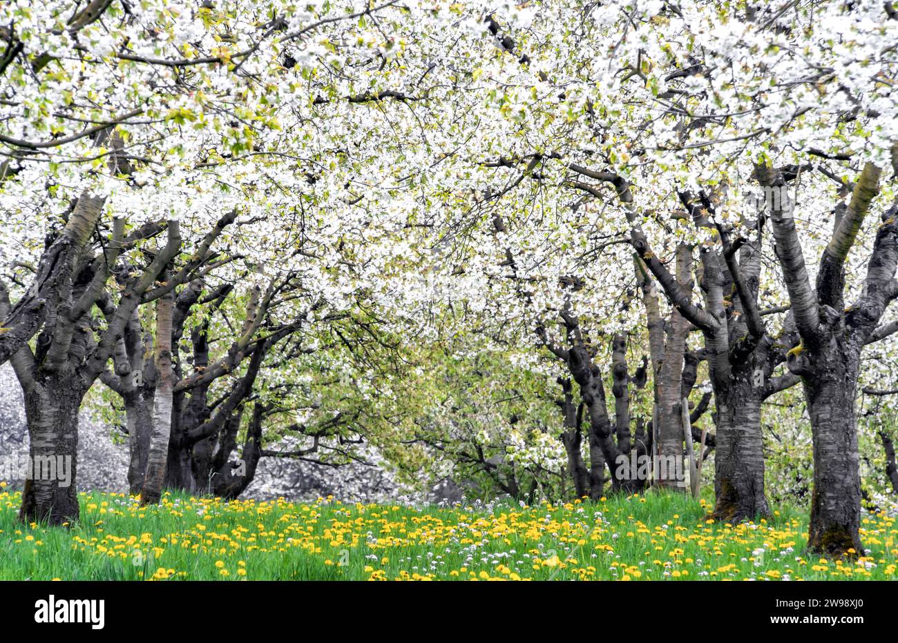 Svizzera, Baselland, Baselbiet, Canton Baselland, Sissach, primavera, ciliegi in fiore, ciliegi, Ergolztal, aprile, maggio Foto Stock