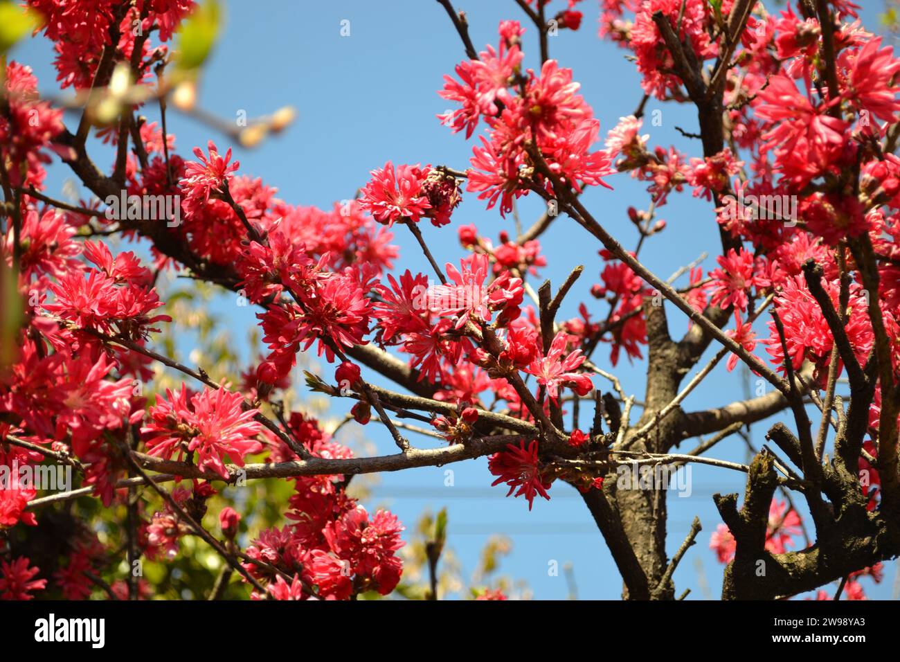 La fioritura di Sakura in Giappone - uno spettacolo delicato in rosa tenue, sussurrando storie di fugace bellezza primaverile e di fascino senza tempo della natura. Foto Stock