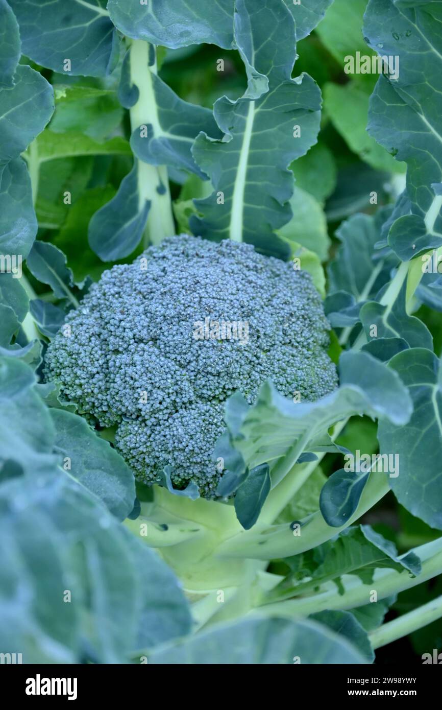 ravvicinare la pianta di fiori di broccoli verde maturo che cresce con foglie in azienda morbido fuoco sfondo marrone verde naturale. Foto Stock