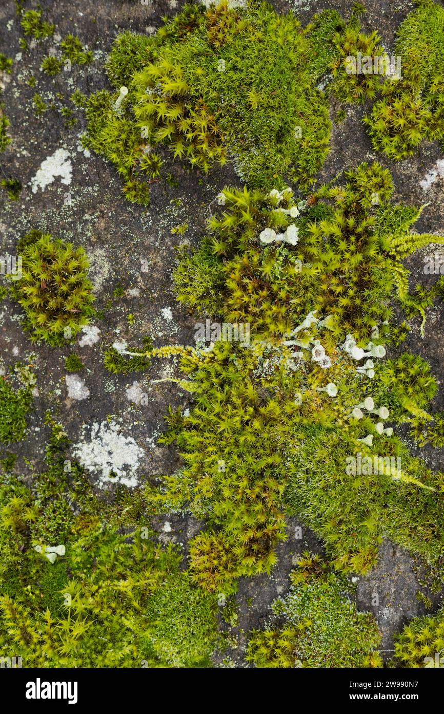 Pixie cup lichen e muschio su una roccia. Foto Stock