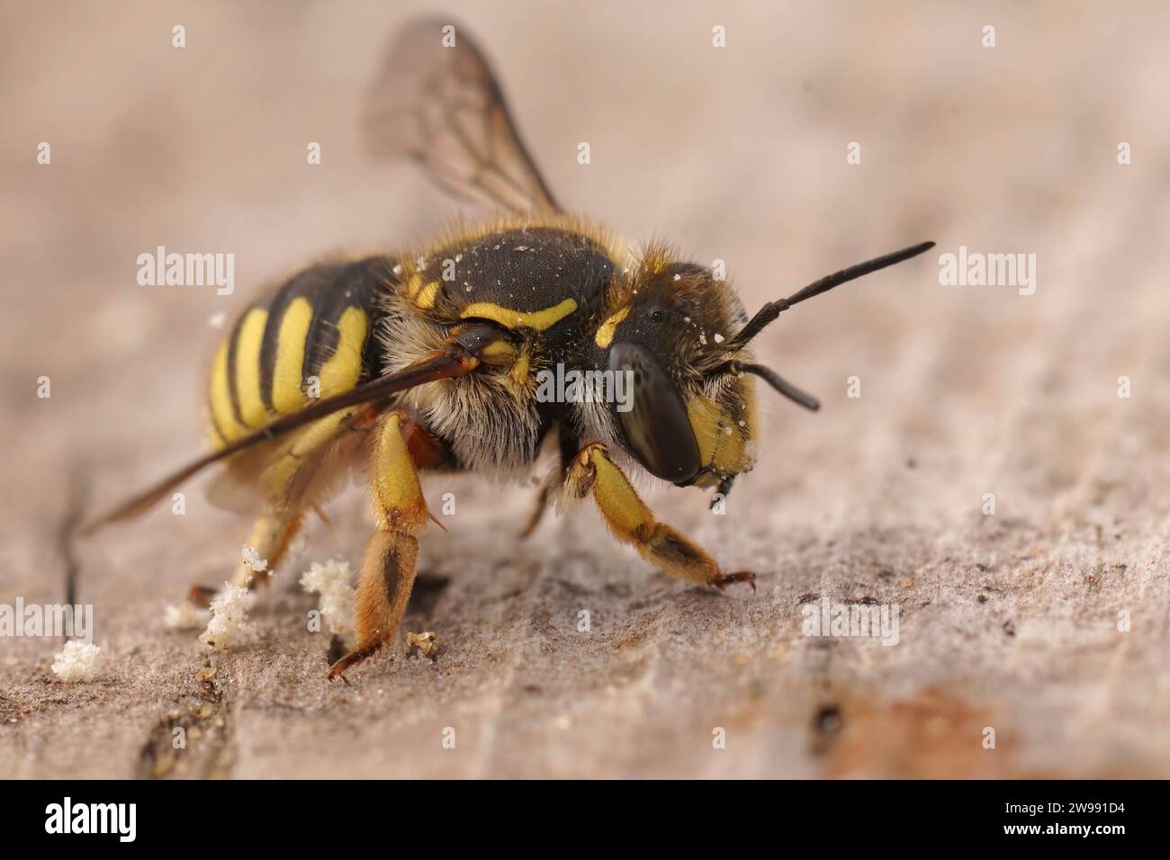 Un macro shot di un'ape pelosa europea di cartoni di lana su una superficie di legno Foto Stock